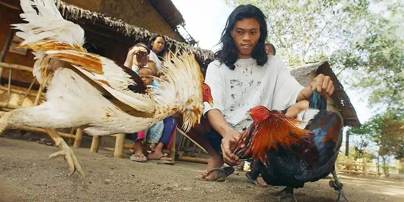 Các loại hình đá gà được người dùng quan tâm tại New88